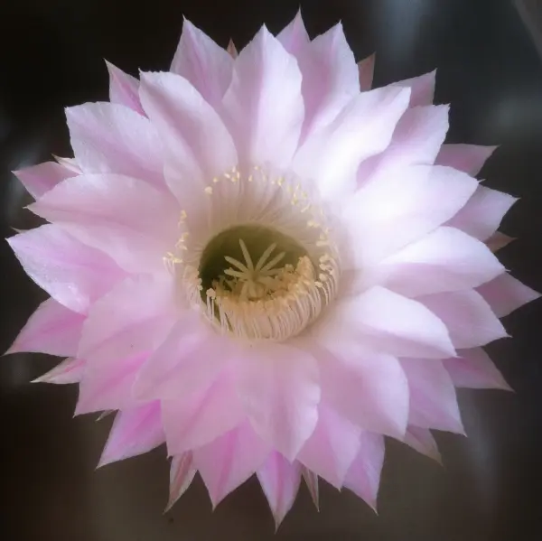 Some image