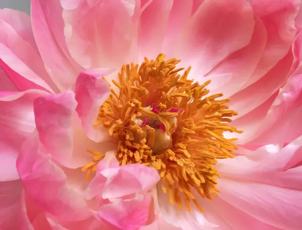 Some image